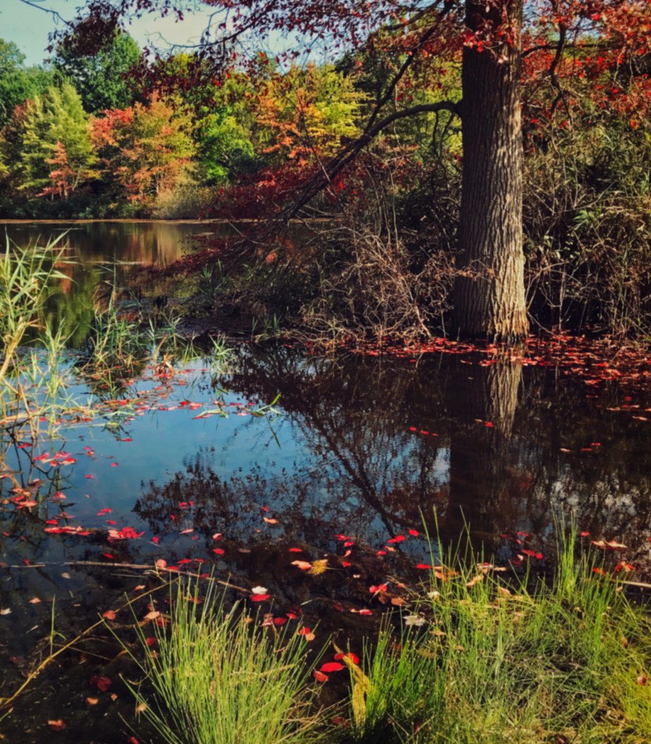 Autumn Pond
